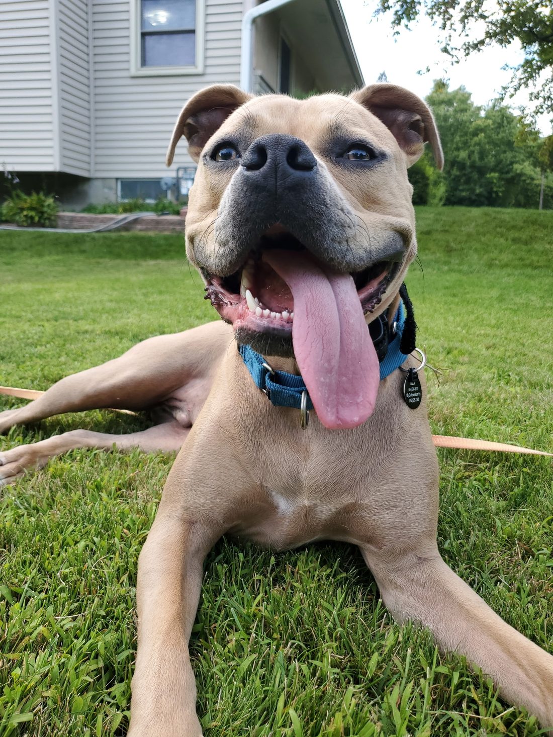 A happy, well-trained dog