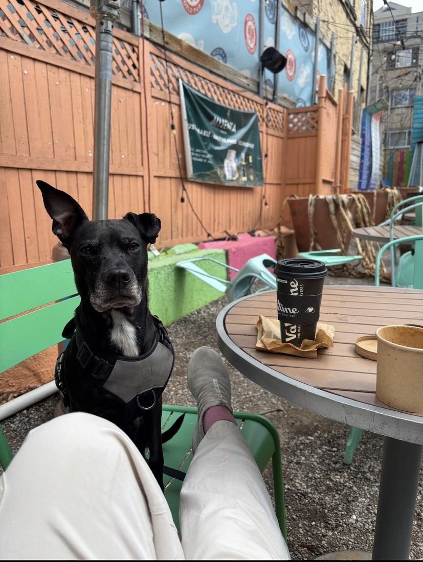 A dog settled calmly at an outdoor cafe table