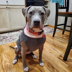 Obedience training