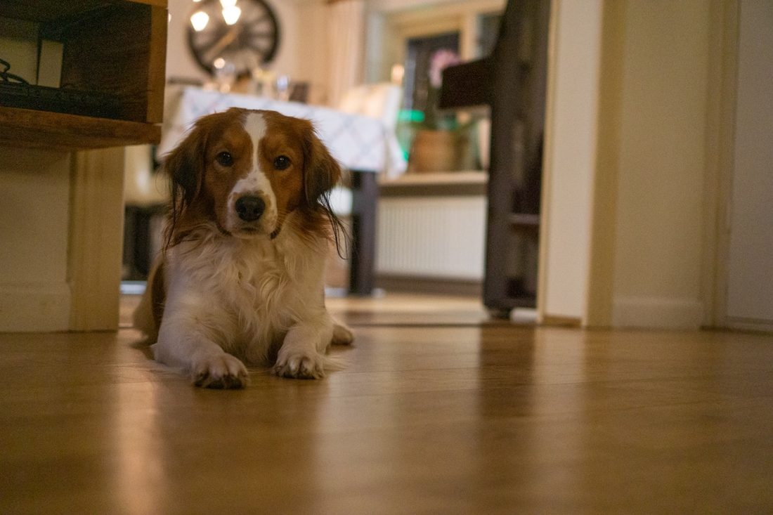 A dog resting comfortably at home between sitting visits