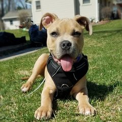 Puppy training