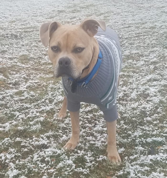 A happy client dog