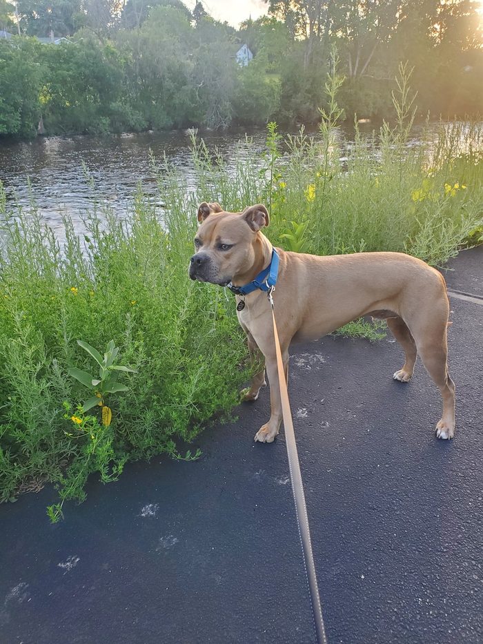 A happy client dog