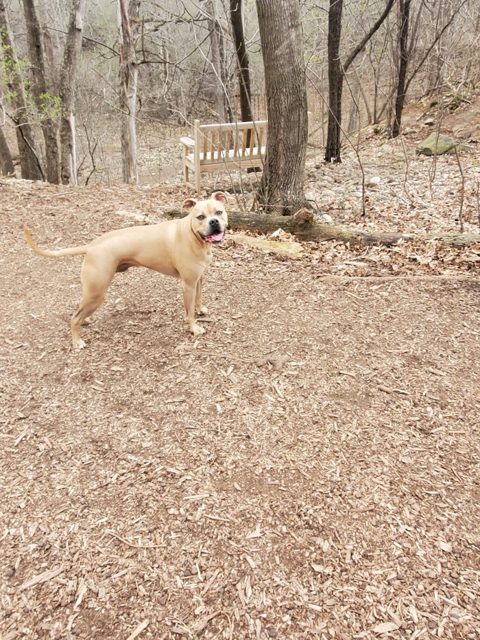 A happy client dog