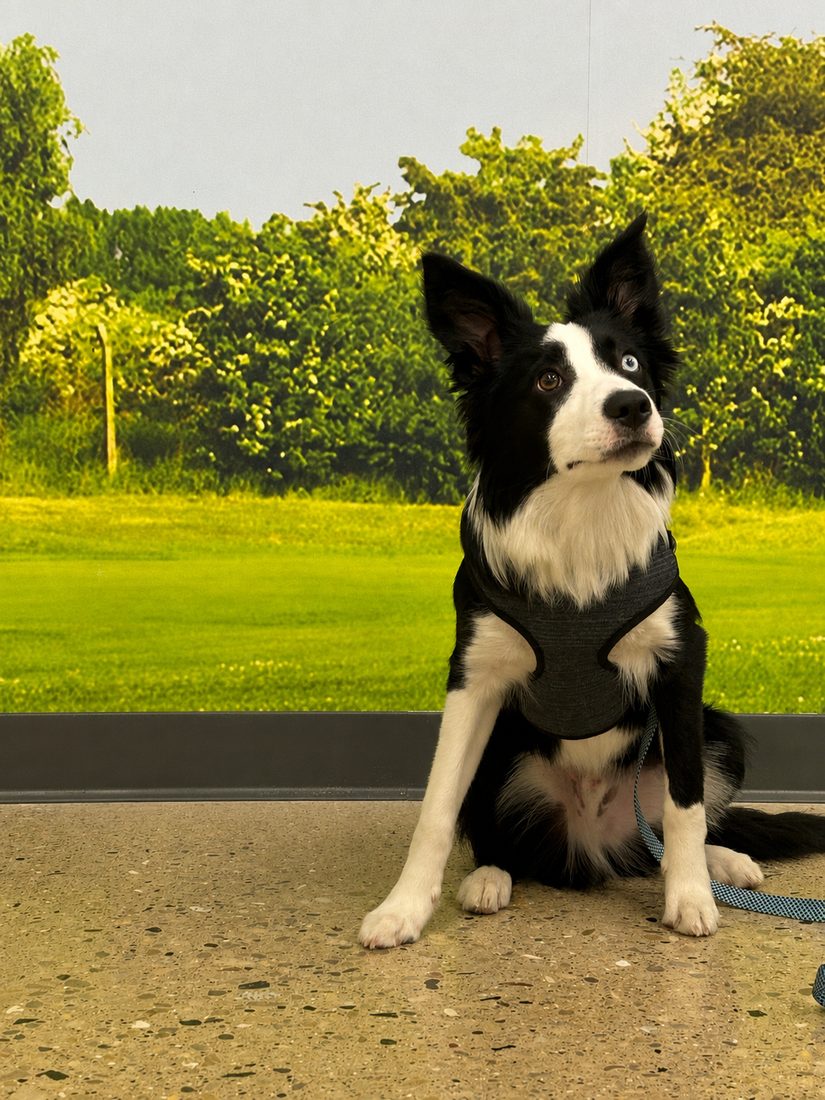 Hondo, a border collie, sitting attentively in class