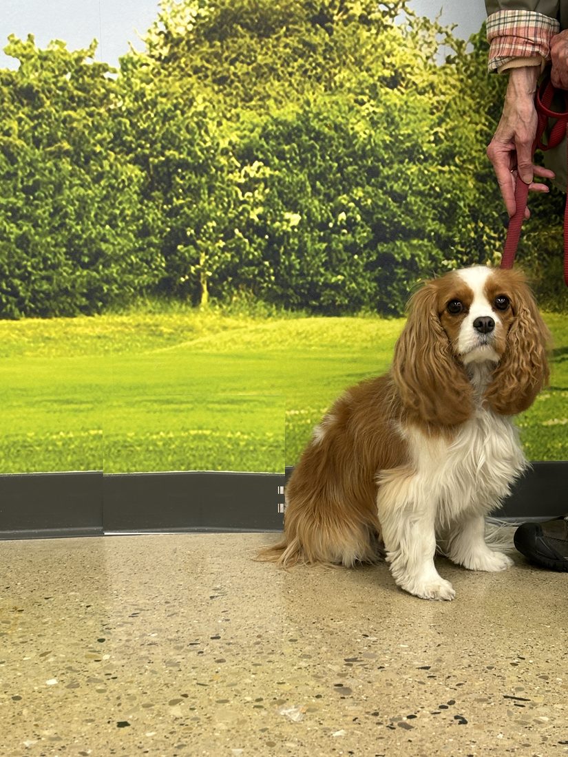 Maddie, a Cavalier King Charles Spaniel, sitting beside her handler