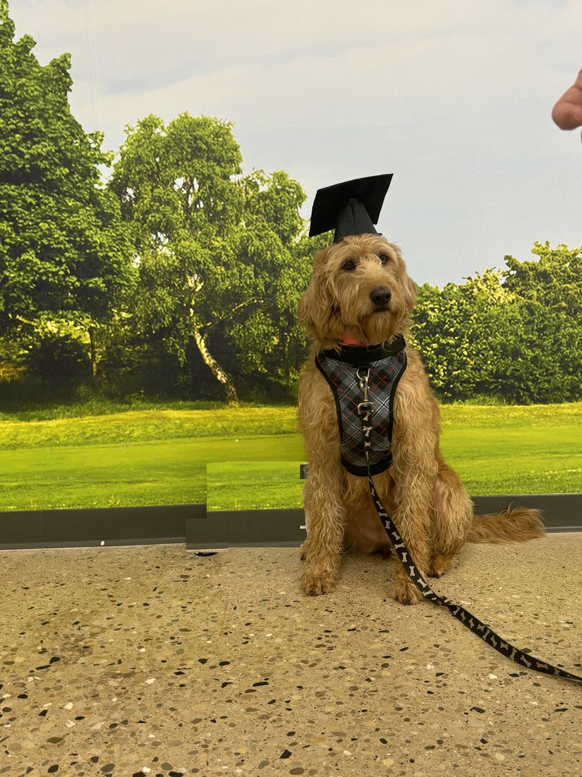 Trixie, a goldendoodle, wearing a graduation cap